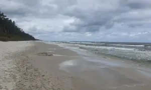 Plaża nad Bałtykiem z piaszczystym brzegiem, lasem sosnowym i wzburzonym morzem pod zachmurzonym niebem.