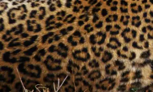 Zoo Gdańsk - dowiedz się, czy możesz wejść z psem i uniknąć rozczarowania