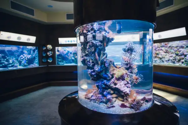 Kolorowe ryby i koralowce w akwarium w Oceanarium Gdańsk.